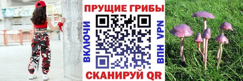 hydra ССЫЛКА  Белореченск  Галлюциногенные грибы Psilocybe  купить наркоту 